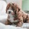 cute puppy sits on bed